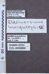 Etiketten zu Cateanus longicollis (NHMW-ZOO-COL-0009886)